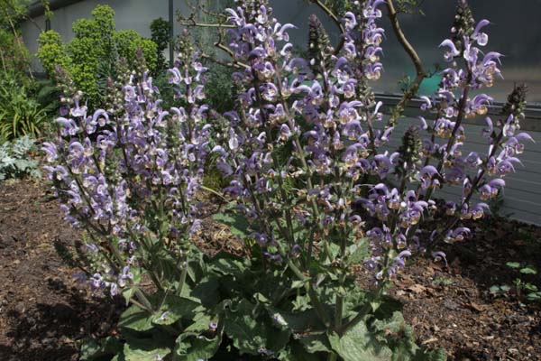Salvia moorcroftiana hybr.