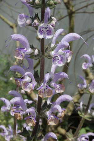 Salvia moorcroftiana hybr.