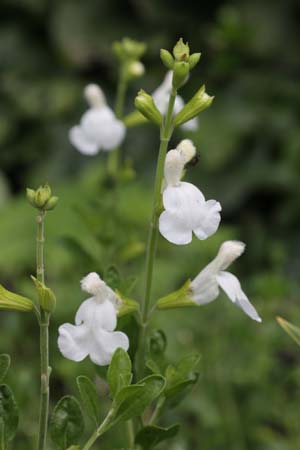 Salvia microphylla 'Snowy Owl' (microph. 'wit')