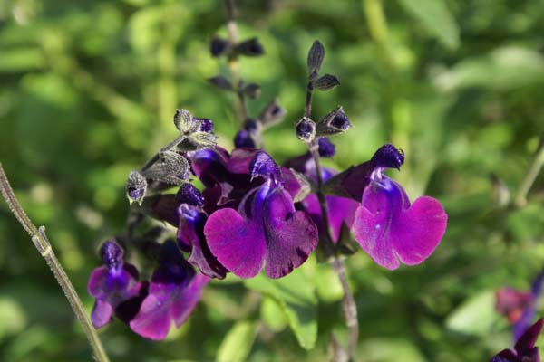 Salvia 'Nachtvlinder'