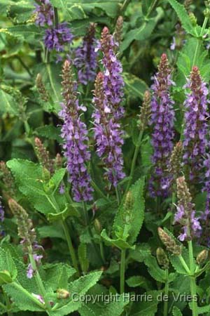 Salvia nemorosa 'Blauhügel'