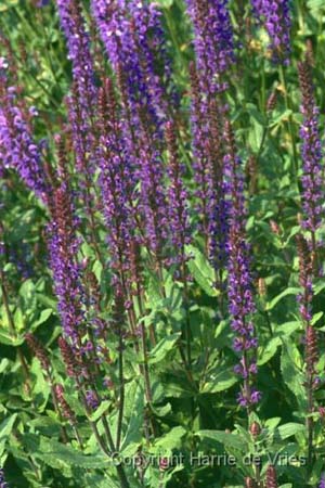 Salvia nemorosa 'Caradonna'