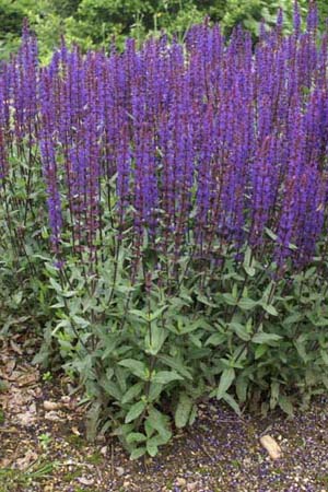 Salvia nemorosa 'Caradonna'