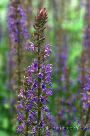 Salvia nemorosa 'Caradonna'