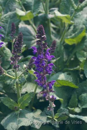 Salvia nemorosa 'Mainacht'