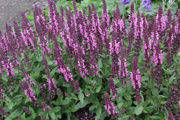 Salvia nemorosa 'Sensation Deep Rose'