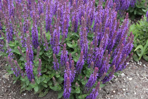 Salvia nemorosa 'Rianne'