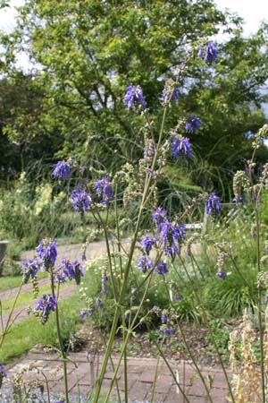 Salvia nutans