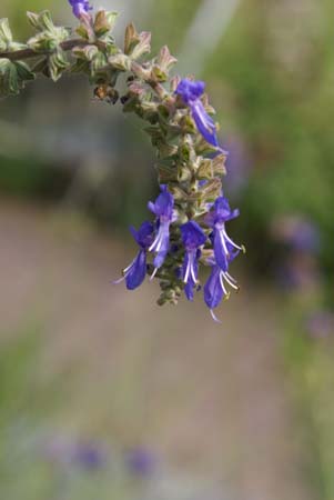 Salvia nutans