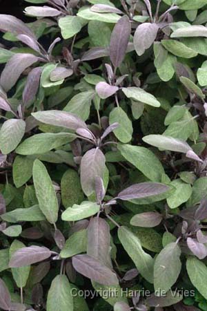 Salvia officinalis 'Robin Hill'