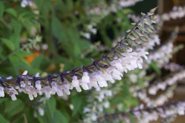 Salvia 'Phyllis Fancy'