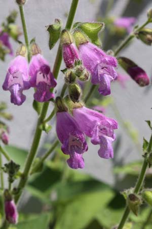 Salvia przewalskii W/O 9222