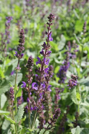 Salvia nemorosa 'A Little Bit'