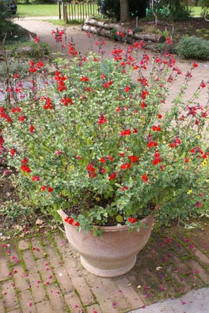 Salvia 'Royal Bumble'