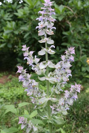 Salvia sclarea 'Vatican Pink'
