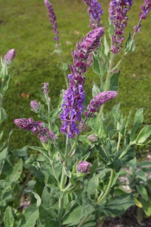 Salvia stepposa