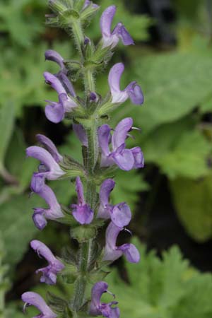 Salvia stepposa