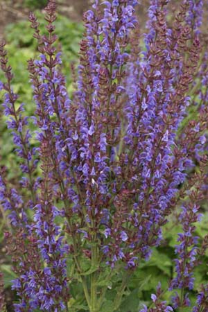 Salvia x sylvestris 'Lye End'