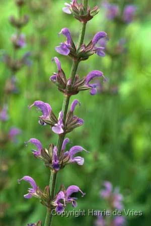 Salvia x sylvestris 'Lye End'
