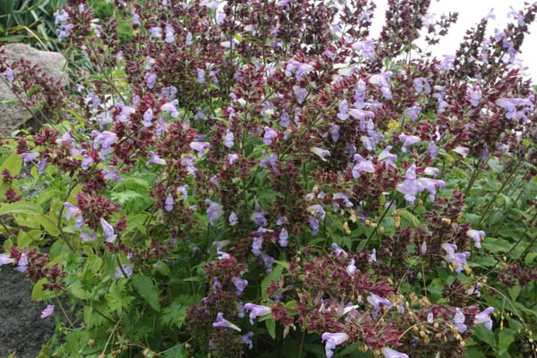 Salvia tomentosa (coll Turkije)