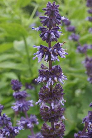 Salvia verticillata 'Hannay's Blue'