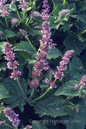 Salvia verticillata 'Purple Rain'