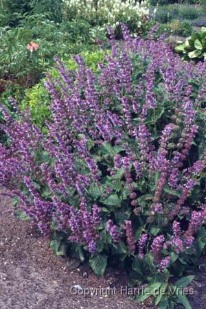 Salvia verticillata 'Purple Rain'