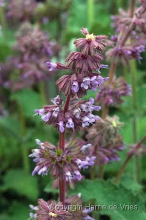 Salvia verticillata 'Purple Rain'