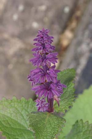 Salvia verticillata 'Smouldering Torches'