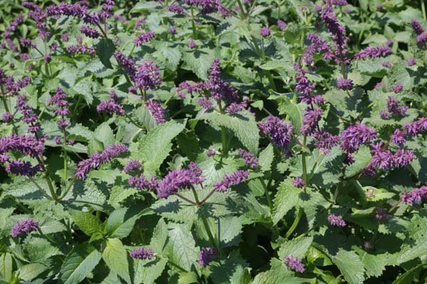 Salvia verticillata 'Smouldering Torches'
