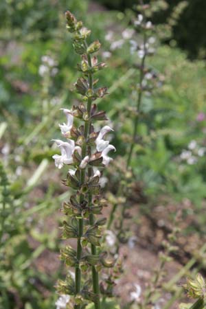Salvia virgata 'Alba'