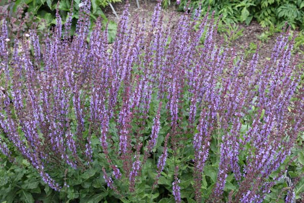 Salvia x sylvestris 'Lye End'