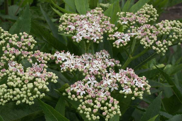 Sambucus