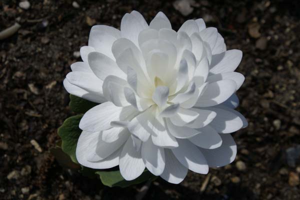 SANGUINARIA canadensis 'Multiplex'