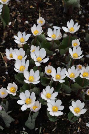 Sanguinaria canadensis 'Sparkling Pink'