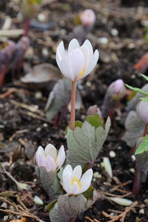 Sanguinaria canadensis 'Sparkling Pink'