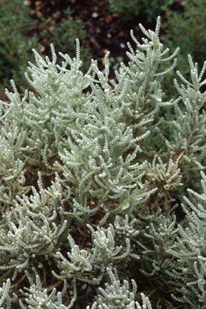 Santolina chamaecyparissus 'Lambrook Silver'
