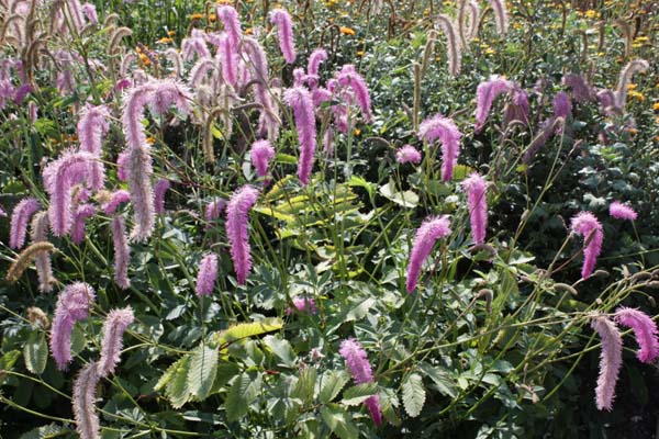 Sanguisorba hakusanensis 'Lilac Squirrel'