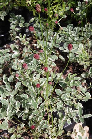 Sanguisorba minor 'Little Angel'