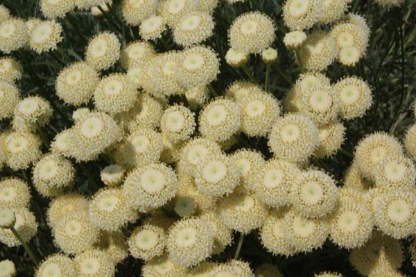 Santolina oblongifolia 'Cream Button'