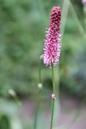 Sanguisorba officinalis 'Rock & Roll'