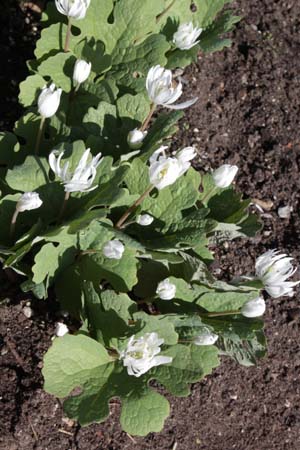 Sanguinaria canadensis 'Paint Creek Star'