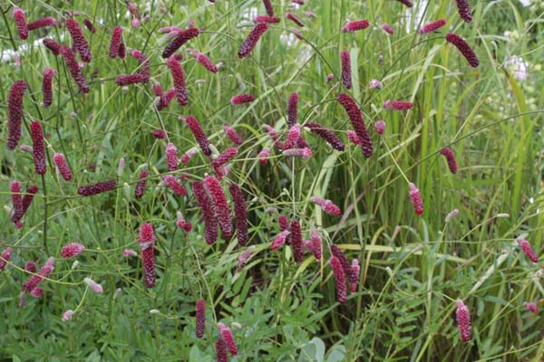 SANGUISORBA 'Scapino'