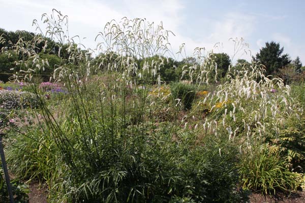 SANGUISORBA tenuifolia 'All Time High'