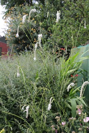 Sanguisorba tenuifolia 'All Time High'