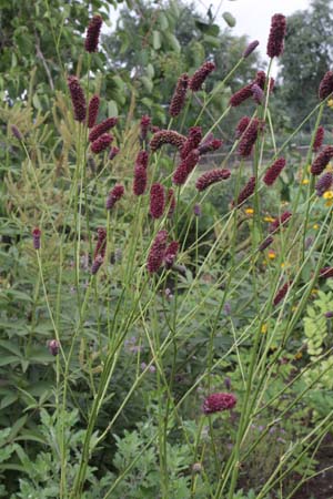 Sanguisorba tenuifolia 'Atropurpurea'