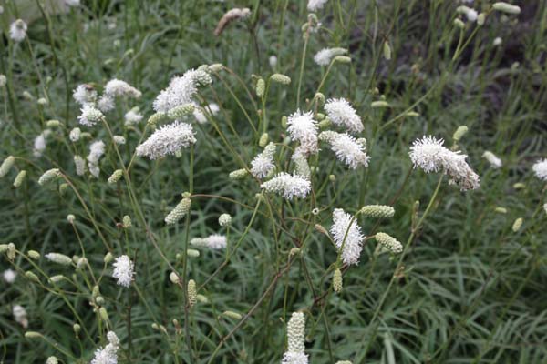 Sanguisorba tenuifolia 'Alba'