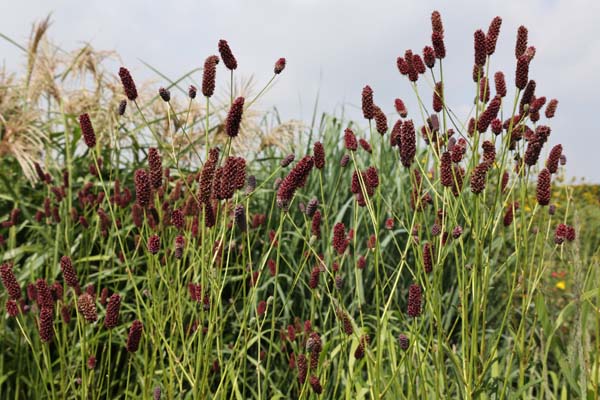 Sanguisorba tenuifolia 'Atropurpurea'