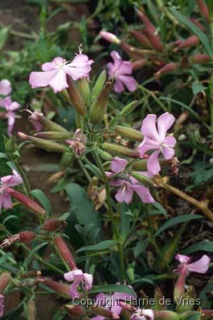 Saponaria x lempergii 'Max Frei'