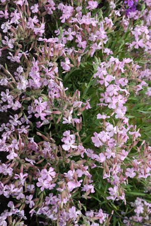 Saponaria x lempergii 'Max Frei'